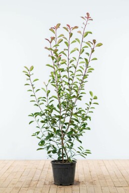 Glanzmispel Photinia fraseri Red Robin Hecke 150-175 Ballen Glanzmispel Photinia Fraseri Red Robin 150-175 cm