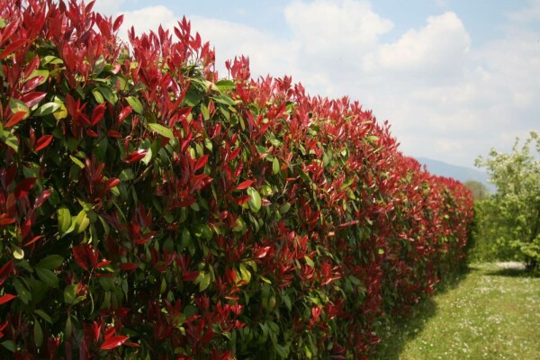 Glanzmispel Photinia fraseri Red Robin Hecke 150-175 Ballen Glanzmispel Photinia Fraseri Red Robin 150-175 cm