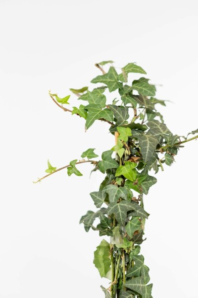 Efeu / Gemeiner Efeu Hedera helix Hecke 80-100 Topf Efeu / Gemeiner Efeu Hedera Helix 80-100 cm