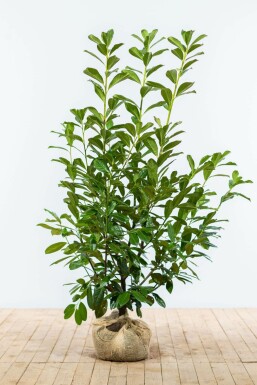 Kirschlorbeer Prunus laurocerasus Novita Hecke Heijnen | Ballen Pflanzen 125-150