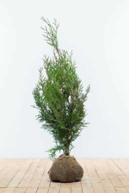 Lebensbaum Thuja occidentalis Atrovirens Hecke 80-100 Ballen Lebensbaum / Thuja Plicata Atrovirens 80-100 cm