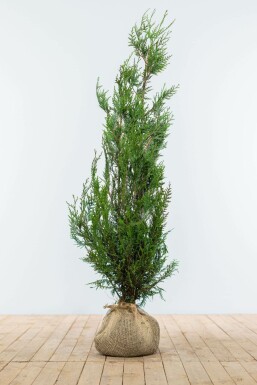 Lebensbaum Thuja occidentalis Atrovirens Hecke 100-125 Ballen Lebensbaum / Thuja Plicata Atrovirens 100-125 cm