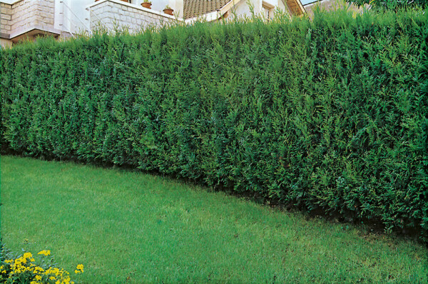 Lebensbaum Thuja occidentalis Atrovirens Hecke 100-125 Ballen Lebensbaum / Thuja Plicata Atrovirens 100-125 cm