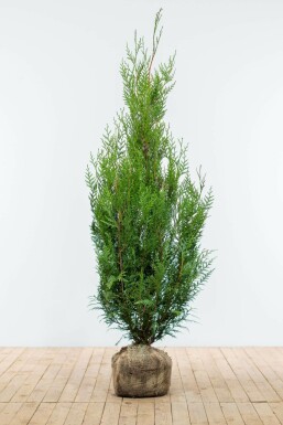 Lebensbaum Thuja occidentalis Atrovirens Hecke 150-175 Ballen Lebensbaum / Thuja Plicata Atrovirens 150-175 cm