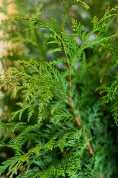 Lebensbaum Thuja occidentalis Martin Hecke 60-80 Ballen Lebensbaum / Thuja Plicata Martin 60-80 cm