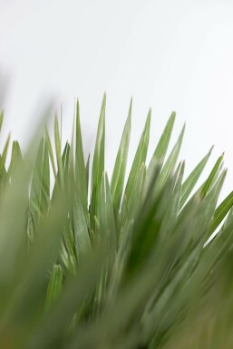 Zwergpalme / Chamaerops Humilis Vulcano Strauch