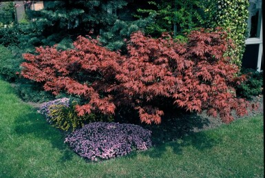 Japanischer Ahorn Acer palmatum 'Atropurpureum' Strauch 125-150 Topf 12 ltr. (C12)