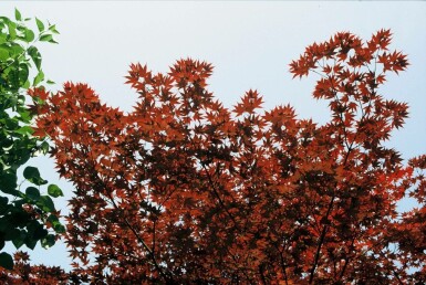 Japanischer Ahorn Acer palmatum 'Atropurpureum' Strauch 125-150 Topf 12 ltr. (C12)