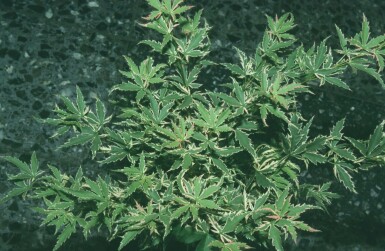 Acer palmatum 'Butterfly'