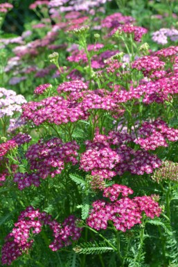 Achillea millefolium 'Cerise Queen'