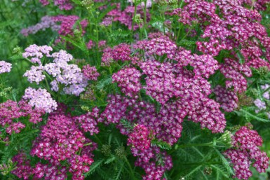 Achillea millefolium 'Cerise Queen'