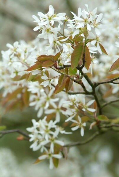 Amelanchier lamarckii