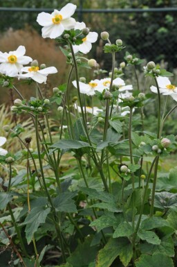 Anemone hybrida 'Honorine Jobert'