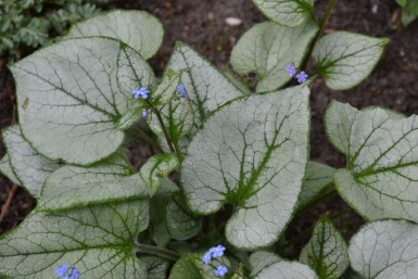 Brunnera macrophylla 'Jack Frost'