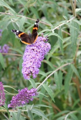 Schmetterlingsstrauch BuddleJa davidii 'Nanho Blue' Strauch 80-100 Topf 12 ltr. (C12)