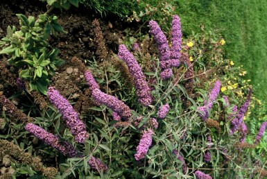 Schmetterlingsstrauch BuddleJa davidii 'Nanho Blue' Strauch 80-100 Topf 12 ltr. (C12)