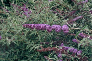 Schmetterlingsstrauch BuddleJa davidii 'Nanho Blue' Strauch 80-100 Topf 12 ltr. (C12)