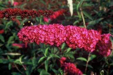 Schmetterlingsstrauch BuddleJa davidii 'Royal Red' Strauch 60-80 Topf 12 ltr. (C12)