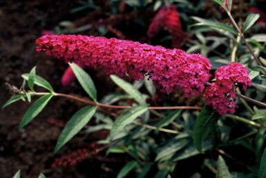 Schmetterlingsstrauch BuddleJa davidii 'Royal Red' Strauch 60-80 Topf 12 ltr. (C12)