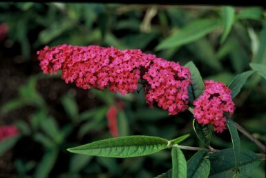 Schmetterlingsstrauch BuddleJa davidii 'Royal Red' Strauch 60-80 Topf 12 ltr. (C12)