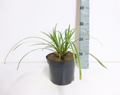 Immergrüne Japansegge Carex morrowii 'Ice Dance' 10-15 Topf 2 ltr. (C2)