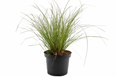 Rote Garten-Segge Carex testacea 'Prairie Fire' 10-15 Topf 2 ltr. (C2)