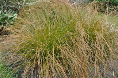 Rote Garten-Segge Carex testacea 'Prairie Fire' 10-15 Topf 2 ltr. (C2)