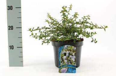 Kriechende Säckelblume Ceanothus thyrsiflorus 'Repens' Strauch 30-40 Topf 10 ltr. (C10)