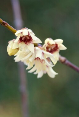 Chinesische Winterblüte Chimonanthus praecox Strauch 30-40 Topf 3 ltr. (C3)