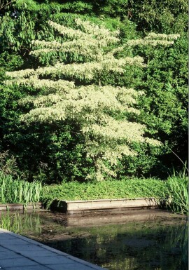 Cornus controversa 'Variegata'