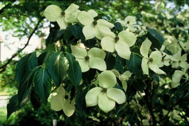 Cornus kousa 'China Girl'