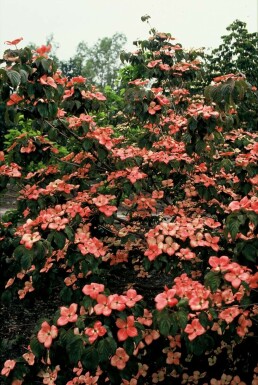 Japanischer Blumen-Hartriegel Cornus kousa 'Satomi' Strauch 60-80 Topf 12 ltr. (C12)