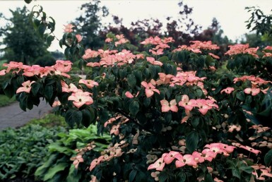 Japanischer Blumen-Hartriegel Cornus kousa 'Satomi' Strauch 60-80 Topf 12 ltr. (C12)