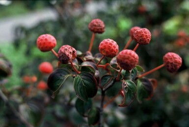 Japanischer Blumen-Hartriegel Cornus kousa 'Satomi' Strauch 60-80 Topf 12 ltr. (C12)