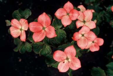 Japanischer Blumen-Hartriegel Cornus kousa 'Satomi' Strauch 60-80 Topf 12 ltr. (C12)