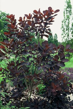 Roter Perückenstrauch Cotinus coggygria 'Royal Purple' Strauch 40-60 Topf 10 ltr. (C10)