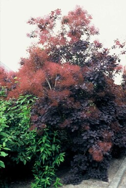 Roter Perückenstrauch Cotinus coggygria 'Royal Purple' Strauch 40-60 Topf 10 ltr. (C10)