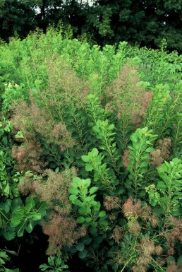 Cotinus coggygria 'Young Lady'