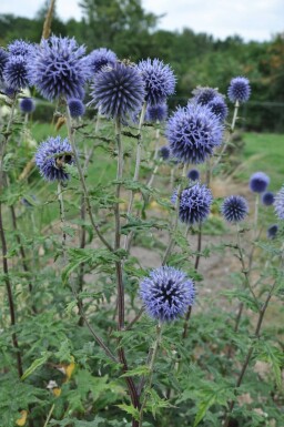 Echinops bannaticus 'Blue Glow'