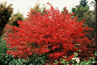 Euonymus alatus