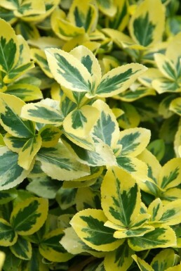 Euonymus fortunei 'Emerald'n Gold'