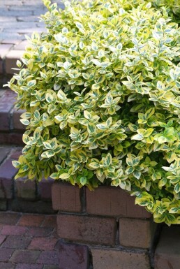 Euonymus fortunei 'Emerald'n Gold'