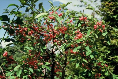 Euonymus phellomanus