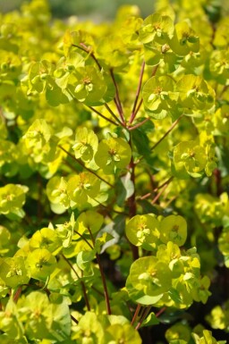 Euphorbia amygdaloides 'Purpurea'