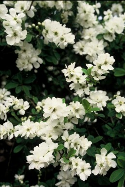 Exochorda macrantha 'The Bride'