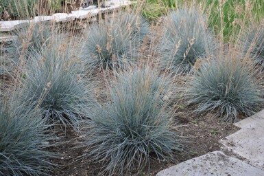 Festuca glauca 'Elijah Blue'