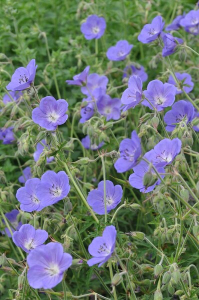 Geranium 'Brookside'