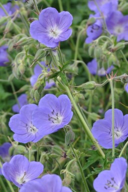 Geranium 'Brookside'