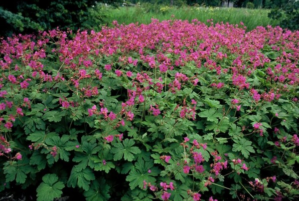 Geranium macrorrhizum 'Bevan's Variety'