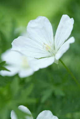 Geranium sanguineum 'Album'